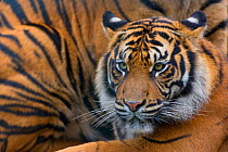 Sumatran tiger (Panthera tigris sumatrae), captive, occurs in Sumatra, Indonesia.