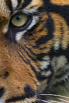 Close-up of an eye of a Sumatran tiger (Panthera tigris sumatrae), captive, native to Sumatra, Indonesia.