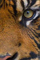 Close-up of an eye of a Sumatran tiger (Panthera tigris sumatrae), captive, native to Sumatra, Indonesia.