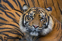 Sumatran tiger (Panthera tigris sumatrae), captive, native to Sumatra, Indonesia.