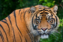RF- Sumatran tiger (Panthera tigris sumatrae) captive, occurs in Sumatra, Indonesia. (This image may be licensed either as rights managed or royalty free.)