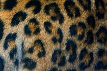 Close-up of the spot pattern on skin / fur of a female Persian leopard (Panthera pardus saxicolor), captive, occurs in the Caucasus, Turkmenistan and Afghanistan.