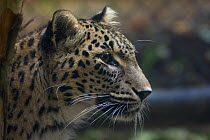 Female Persian leopard (Panthera pardus saxicolor), captive, native to the Caucasus, Turkmenistan and Afghanistan.