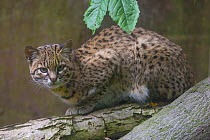 Geoffroy's cat (Leopardus geoffroyi), captive, native to South America.