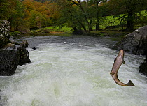Salmon / Trout  fish (Salmo sp) jumping a waterfall on the Afon Lledr, Betws Y Coed, Wales, October
