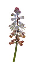 Endemic flower (Bellevalia brevipedicellata) Crete, Greece