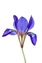 Winter iris (Iris unguicularis unguicularis) in flower, Crete, Greece.
