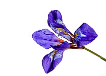 Winter iris (Iris unguicularis unguicularis) in flower, Crete, Greece.