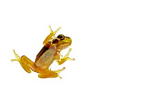 European tree frog (Hyla arborea) Rhineland-Palatinate, Germany, July Meetyourneighbours.net project
