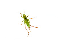 Bush Cricket (Metrioptera bicolor) Rhineland-Palatinate, Germany, August. Meetyourneighbours.net project