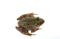 Edible Frog (Pelophylax esculenta) Rhineland-Palatinate, Germany, August. Meetyourneighbours.net project