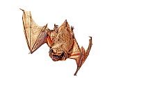 Parti-coloured Bat (Vespertilio murinus) Rhineland-Palatinate, Germany, October.Meetyourneighbours.net project