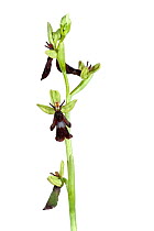Fly Orchid (Ophrys insectifera) Rhineland-Palatinate, Germany, May. Meetyourneighbours.net project
