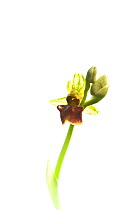 Early Spider Orchid (Ophrys sphegodes) Rhineland-Palatinate, Germany, May. Meetyourneighbours.net project