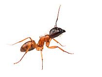 Carpenter ant (Camponotus sp.) Sorocaba, Sao Paolo, Brazil. Meetyourneighbours.net project