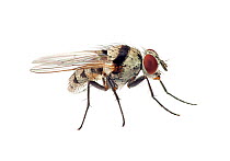 Fly (Anthomyia sp.) Sorocaba, Sao Paolo, Brazil. Meetyourneighbours.net project