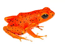 Strawberry Poison Frog (Oophaga pumilio) one of many colour morphs, Tranquilo Bay, Panama. Meetyourneighbours.net project