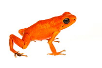 Strawberry Poison Frog (Oophaga pumilio) one of many colour morphs, Solarte, Panama. Meetyourneighbours.net project