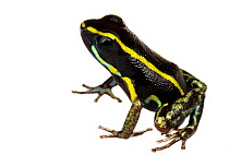 Poison dart frog (Phyllobates lugubris) southern Isla Popa, Panama. Meetyourneighbours.net project