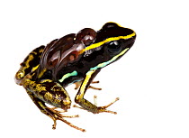 Poison dart frog (Phyllobates lugubris) with tadpoles on its back, southern Isla Popa, Panama. Meetyourneighbours.net project