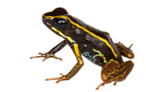 Poison dart frog (Phyllobates lugubris) southern Isla Popa, Panama. Meetyourneighbours.net project