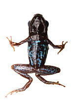 Poison dart frog (Phyllobates lugubris) view of underside, Isla Colon, Panama. Meetyourneighbours.net project