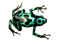 Green and Black Poison Frog (Dendrobates auratus) view of underside, Isla Pastores, Panama. Meetyourneighbours.net project