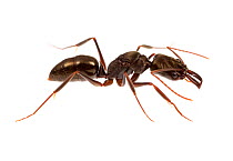 Unidentified Trapjaw Ant (Odontomachus sp.) Isla Pastores, Panama. Meetyourneighbours.net project