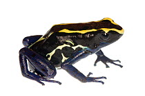 Dyeing Poison Frog (Dendrobates tinctorius) Petit Matoury, French Guiana. Meetyourneighbours.net project
