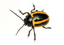 Unidentified Leaf beetle (Chrysomelidae) Kaw Mountains, French Guiana. Meetyourneighbours.net project