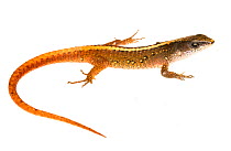 Spectacled lizards (Arthrosaura kockii) Matoury, French Guiana. Meetyourneighbours.net project