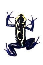 Dyeing Poison Frog (Dendrobates tinctorius) Grand Matoury, French Guiana. Meetyourneighbours.net project