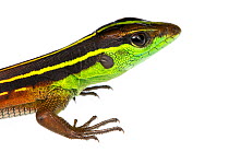Whiptail lizard (Kentropyx calcarata) Mahury, French Guiana. Meetyourneighbours.net project
