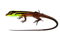 Whiptail lizard (Kentropyx calcarata) Mahury, French Guiana. Meetyourneighbours.net project