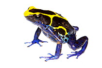 Dyeing Poison Frog (Dendrobates tinctorius) the Kaw Mountains, French Guiana. Meetyourneighbours.net project