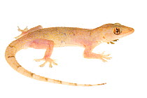House Gecko (Hemidactylus mabouia) Matoury, French Guiana. Meetyourneighbours.net project