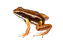 Brilliant-thighed Poison-arrow Frog (Allobates femoralis) Kaw Mountains, French Guiana. Meetyourneighbours.net project