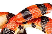 False Coral Snake (Anilius scytale) the Kaw Mountains, French Guiana. Meetyourneighbours.net project