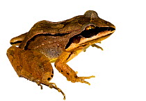 Ditch frog (Leptodactylus mystaceus) the Kaw Mountains, French Guiana. Meetyourneighbours.net project
