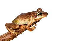 Tree frog (Scinax ruber) the Kaw Mountains, French Guiana. Meetyourneighbours.net project