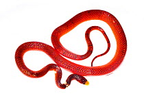 Formosa False Coral Snake (Oxyrhopus formosus) the Kaw Mountains, French Guiana. Meetyourneighbours.net project