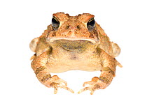American Toad (Bufo americanus) Oxford, Mississippi, USA, March. Meetyourneighbours.net project