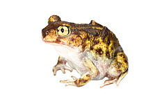 Eastern Spadefoot Toad (Scaphiopus holbrookii) Oxford, Mississippi, USA, March. Meetyourneighbours.net project