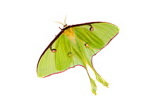 Luna Moth (Actias luna) Oxford, Mississippi, USA, April. Meetyourneighbours.net project