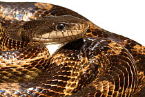 Gray Rat Snake (Pantherophis spiloides spiloides) Oxford, Mississippi, USA, April. Meetyourneighbours.net project