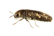 Metallic Wood Boring Beetle (Buprestidae) Oxford, Mississippi, USA, April. Meetyourneighbours.net project