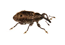Unidentified Weevil (Curculionidae) Gamboa, Panama. Meetyourneighbours.net project