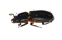 Bess Beetle (Passalidae) with Pseudoscorpions Gamboa, Panama. Meetyourneighbours.net project