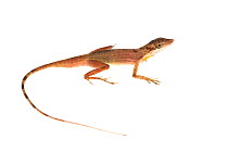 Anolis lizard (Anolis apletophallus) Gamboa, Panama. Meetyourneighbours.net project