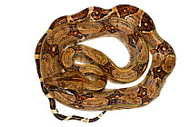 Young Boa constrictor (Boa constrictor) Gamboa, Panama. Meetyourneighbours.net project